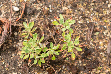 Eriogonum Flavum plant in Saint Gallen in Switzerland