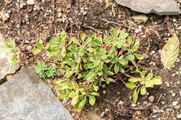 Eriogonum Flavum plant in Saint Gallen in Switzerland