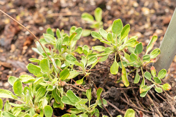 Eriogonum Flavum plant in Saint Gallen in Switzerland