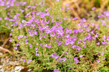 Fototapeta premium Alpine balsam or Erinus Alpinus plant in Saint Gallen in Switzerland