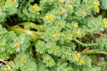 Rhodiola Rosea plant in Saint Gallen in Switzerland