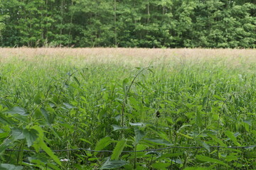 The photo depicts a field in summer, overgrown with tall grass and clusters of stinging nettles. The greenery appears wild and untamed. In the distance, a dense forest edge forms a natural border.