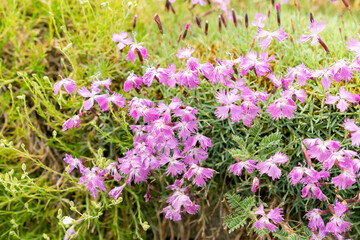 Common pink or Dianthus Plumarius plant in Saint Gallen in Switzerland