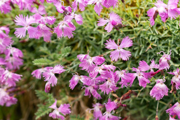 Common pink or Dianthus Plumarius plant in Saint Gallen in Switzerland