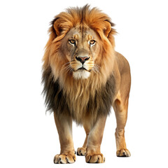 Fototapeta premium lion rein isolated on white background