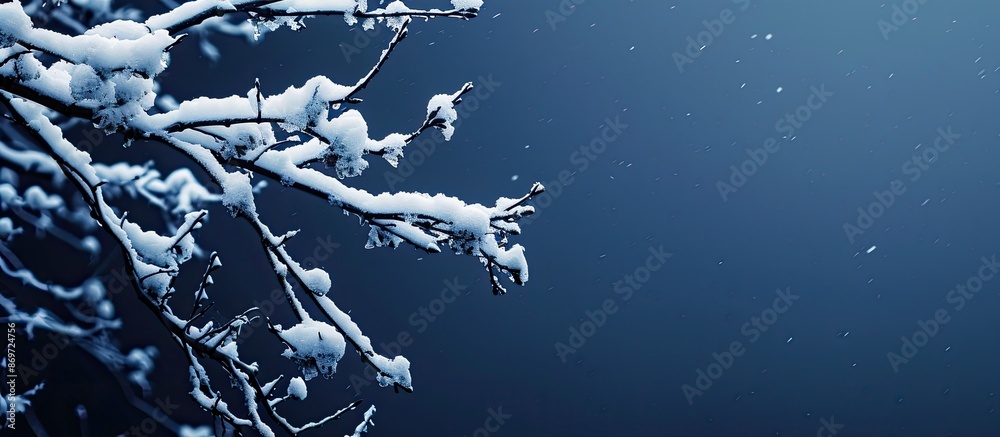 Leinwandbilder Snow-covered branch in dark blue setting with ample copy space image.