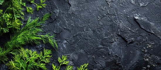 Dark stone background with dill herbs, suitable for copy space image.