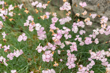 Dianthus Subacaulis plant in Saint Gallen in Switzerland