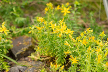 Hypericum Orientale plant in Saint Gallen in Switzerland