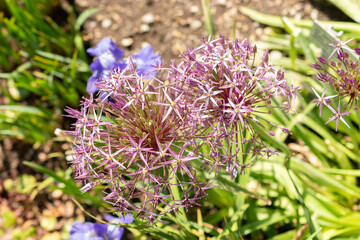 Persian onion or Allium Cristophii plant in Saint Gallen in Switzerland