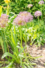Obraz premium Persian onion or Allium Cristophii plant in Saint Gallen in Switzerland