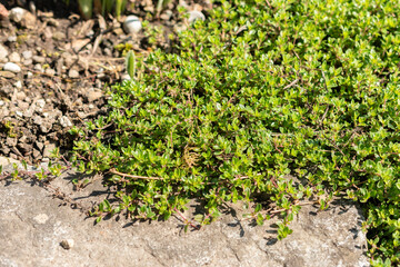 Breckland thyme or Thymus Serpyllum plant in Saint Gallen in Switzerland