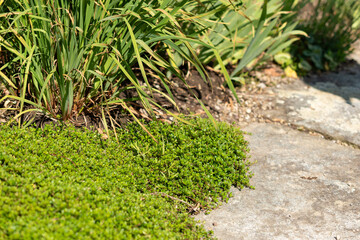 Breckland thyme or Thymus Serpyllum plant in Saint Gallen in Switzerland