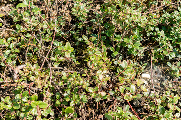Salix Saxatilis plant in Saint Gallen in Switzerland