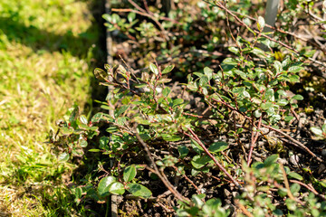 Salix Saxatilis plant in Saint Gallen in Switzerland