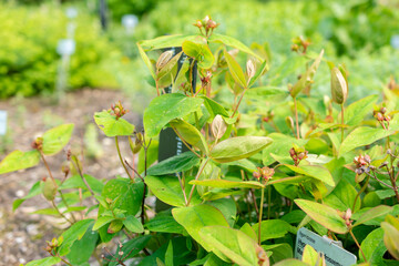 Obraz premium Hypericum Androsaemum plant in Saint Gallen in Switzerland