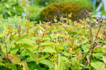 Hypericum Androsaemum plant in Saint Gallen in Switzerland
