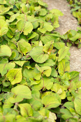 Fototapeta premium Fish mint or Houttuynia Cordata plant in Saint Gallen in Switzerland