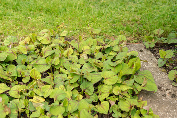 Fish mint or Houttuynia Cordata plant in Saint Gallen in Switzerland