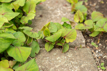 Fish mint or Houttuynia Cordata plant in Saint Gallen in Switzerland