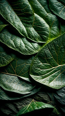 Fototapeta premium green leaf background