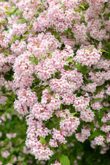 Beauty bush or Kolkwitzia Amabilis plant in Saint Gallen in Switzerland