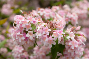 Beauty bush or Kolkwitzia Amabilis plant in Saint Gallen in Switzerland