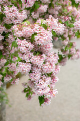 Beauty bush or Kolkwitzia Amabilis plant in Saint Gallen in Switzerland
