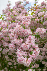 Obraz premium Beauty bush or Kolkwitzia Amabilis plant in Saint Gallen in Switzerland