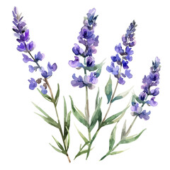 Watercolor clipart of a lavender flower, isolated on a white background, lavender vector, Illustration painting, Graphic logo, drawing design art