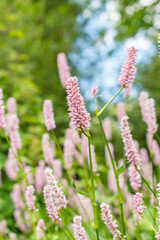 Obraz premium Bistorta Officinalis plant in Saint Gallen in Switzerland