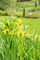 Yellow flag or Iris Pseudacorus plant in Saint Gallen in Switzerland