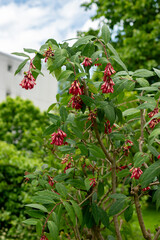 Purple cestrum or Cestrum Elegans plant in Saint Gallen in Switzerland