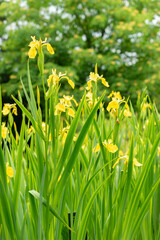 Yellow flag or Iris Pseudacorus plant in Saint Gallen in Switzerland