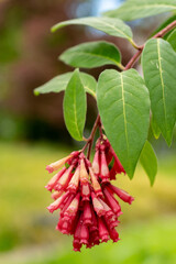 Purple cestrum or Cestrum Elegans plant in Saint Gallen in Switzerland
