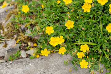 Obraz premium Common rock rose or Helianthemum Nummularium plant in Saint Gallen in Switzerland