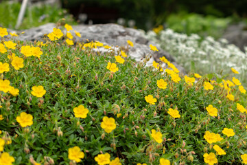 Common rock rose or Helianthemum Nummularium plant in Saint Gallen in Switzerland