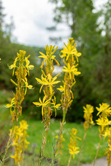 Kings spear or Asphodeline Lutea plant in Saint Gallen in Switzerland