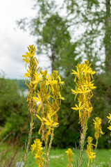 Kings spear or Asphodeline Lutea plant in Saint Gallen in Switzerland