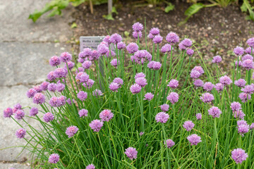 Chives or Allium Schoenoprasum plant in Saint Gallen in Switzerland