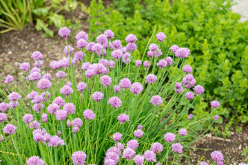 Chives or Allium Schoenoprasum plant in Saint Gallen in Switzerland