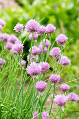Chives or Allium Schoenoprasum plant in Saint Gallen in Switzerland