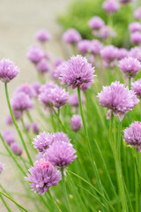 Chives or Allium Schoenoprasum plant in Saint Gallen in Switzerland