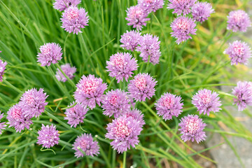 Chives or Allium Schoenoprasum plant in Saint Gallen in Switzerland