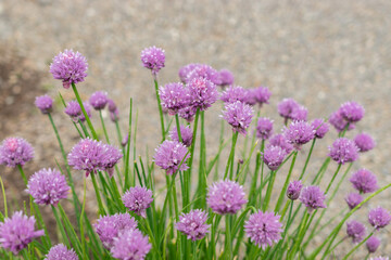 Chives or Allium Schoenoprasum plant in Saint Gallen in Switzerland