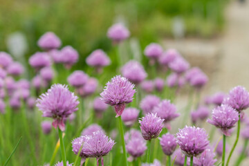 Chives or Allium Schoenoprasum plant in Saint Gallen in Switzerland
