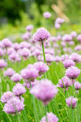 Fototapeta premium Chives or Allium Schoenoprasum plant in Saint Gallen in Switzerland