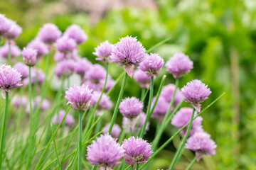 Chives or Allium Schoenoprasum plant in Saint Gallen in Switzerland