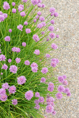 Naklejka premium Chives or Allium Schoenoprasum plant in Saint Gallen in Switzerland