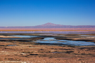 In the distance you can see hundreds of flanks